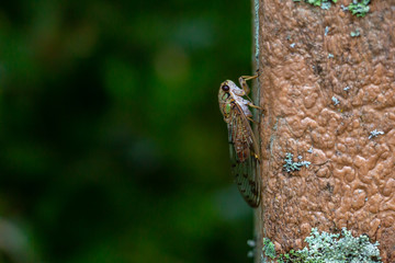 Hieroglyphic cicada (Neocicada hieroglyphica) closeup, side, copyspace - Long Key Natural Area, Davie, Florida, USA