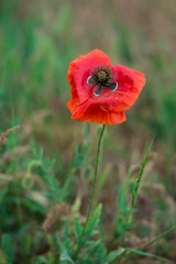 early morning red poppy