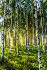 Birch forest 