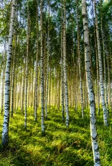 Rolgordijnen Birch forest  © AntonBacksholm