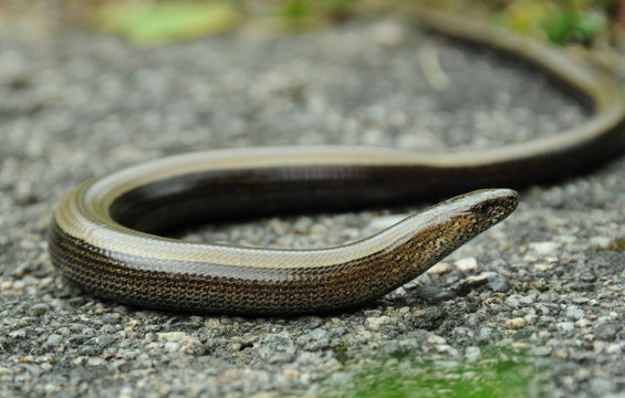 Slow worm - a small genus of snakelike legless lizards