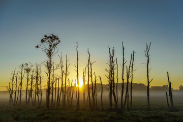 Dead trees in the fog