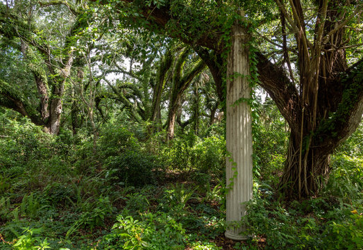Forest of live oak trees (Quercus virginiana) covered in resurrection fern (Pleopeltis polypodioides) with old stone column, pillar - Long Key Natural Area, Davie, Florida, USA