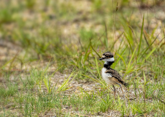 Baby killdeer