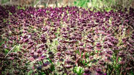 purple field of flowers in spring