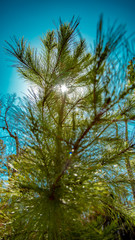 Tree in front of sun end of winter