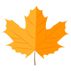 Autumn maple leaf