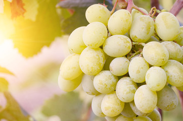 Green grape cluster against sunlight closeup view
