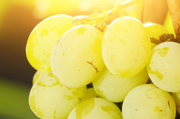 Green grape cluster against sunlight closeup view during sunset