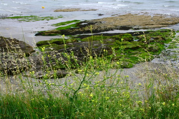 herbe sauvage,nature sauvage ,en bretagne