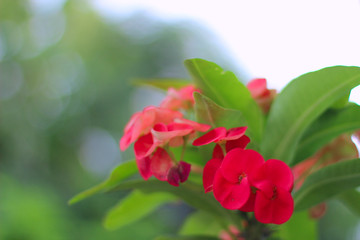 Crown of thorns flowers : Euphorbia milli Desmoul