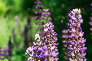 Obraz premium purple flowers lupine on the background of green grass