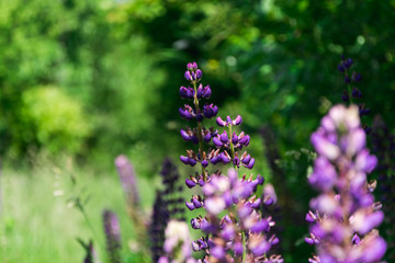 purple flowers lupine on the background of green grass