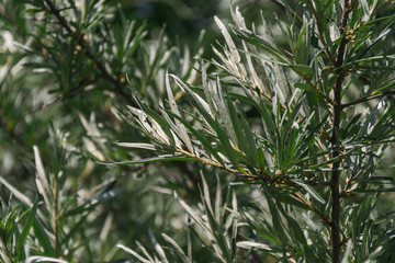 long, dark green leaves on the tree