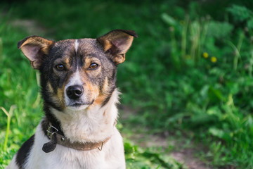 white with a brown dog on a green background