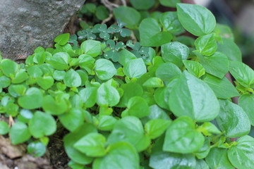 Beautiful green leafy background.