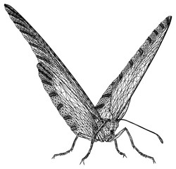 Butterfly polygonal lines illustration. Abstract vector butterfly on the white background