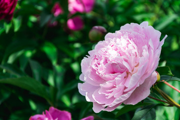 pink flower on a green background