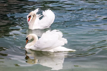 Papier Peint photo Lavable Cygne Couple of white swans swimming the in lake