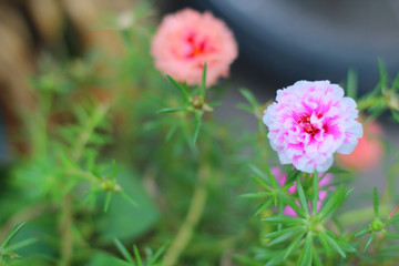 Obraz premium Beautiful pink flowers can be used to make cards or as background.