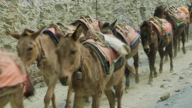 Donkeys carry a large load on Nepalese alpine path.