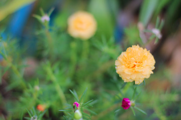 Flower Portulaca oleracea Beautiful yellow