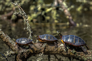 3 turtles on a log