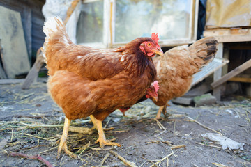 home chicks in the yard