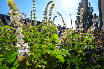 Kr&auml;uter auf dem Balkon in der Stadt im Sommer