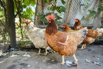 home chicks in the yard