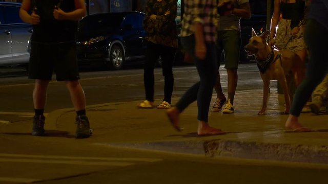 People and a dog wait at an intersection in the city at night