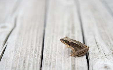 Frog