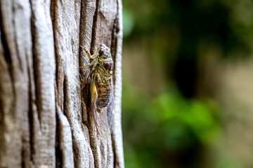 Cicada is on a tree in a warm forest of Thailand. Is looking for a partner to breed