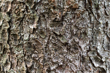 Pine bark texture