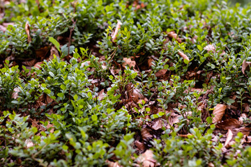 Autumn leaves and green plants