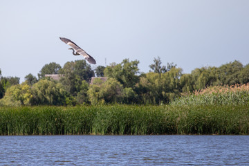 Grey Heron, Ardea cinerea. Bird in flight over river.