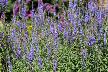 General view of group of flowering plants of Veronica longifolia or longleaf speedwel in garden