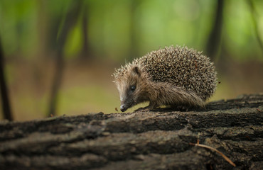 Hedgehog