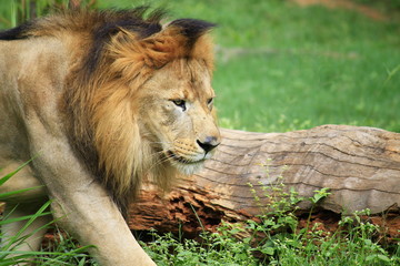 Animals