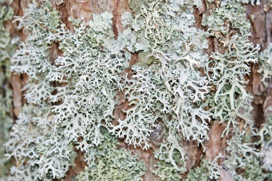 Lichens in macro view