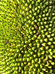  jackfruit thorn surface