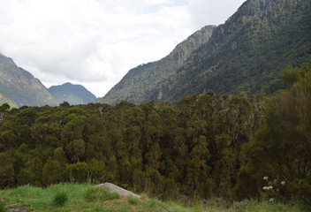 The dense rain forest in the Rwenzori Mountains, Uganda