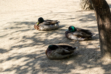 Three wild ducks mallard seating on the sand near the lake in the shade of trees in the Novosibirsk zoo, Russia