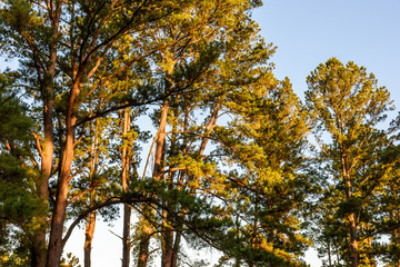 LostPinesTexasSunset1