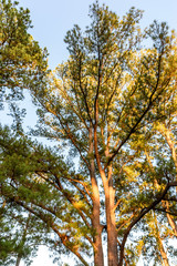 LostPinesTexasSunset2