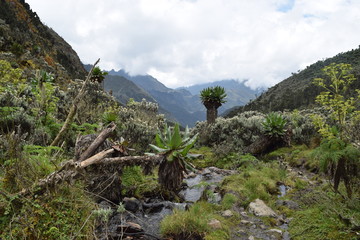 Giant grondsels in the Rwenzori Mountain, Uganda