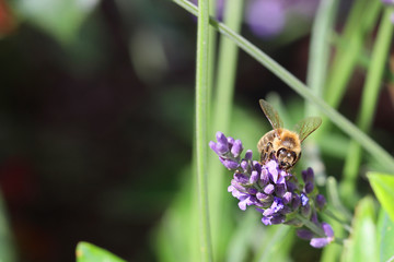 insect at flower