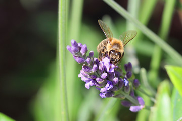 Bee at flower