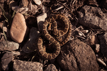 Serpiente enrollada snake rolling