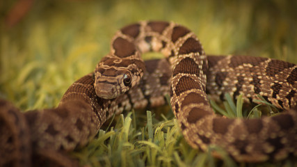 Serpiente